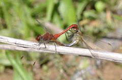 Sympetrum sanguineum